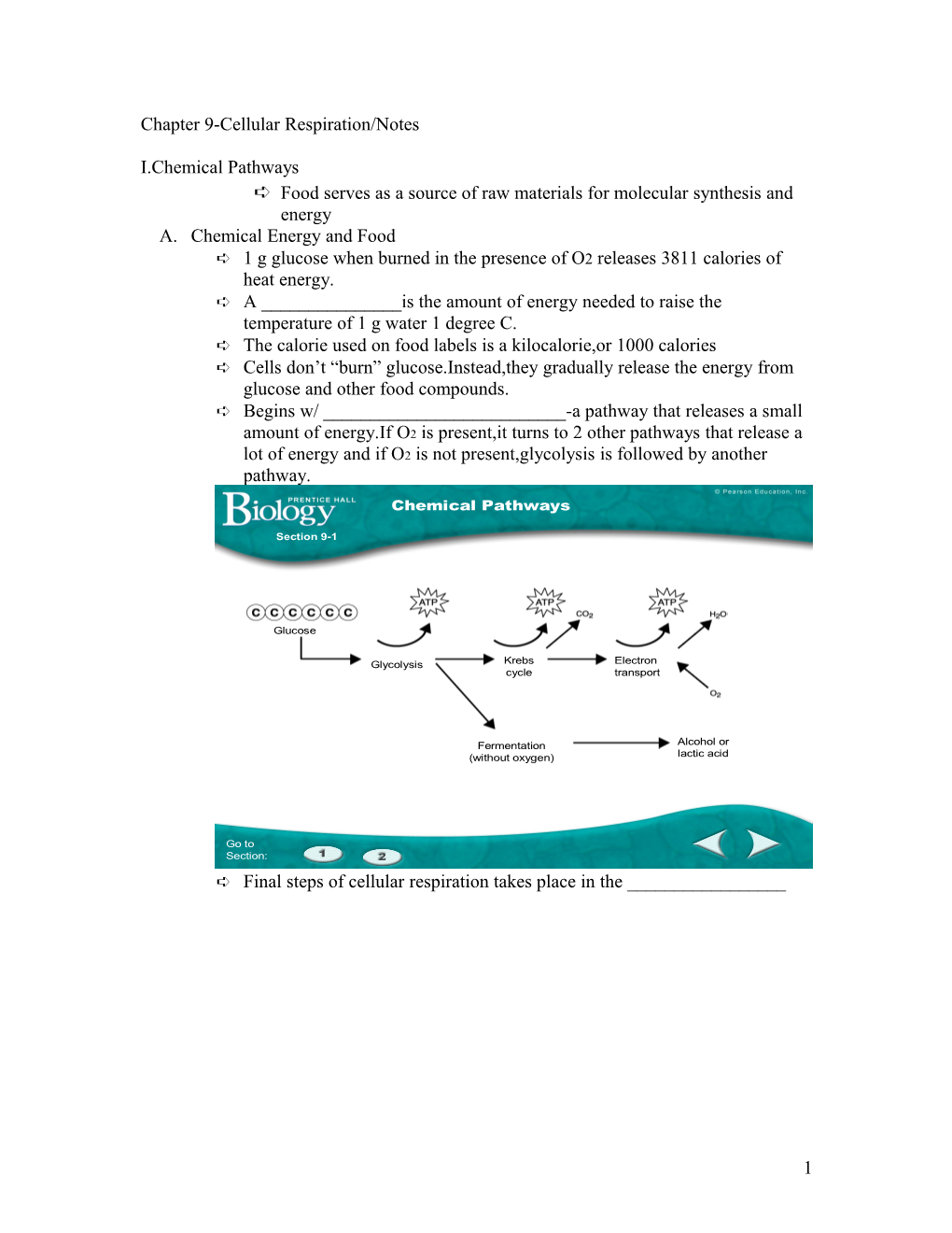 Chapter 9-Cellular Respiration/Notes