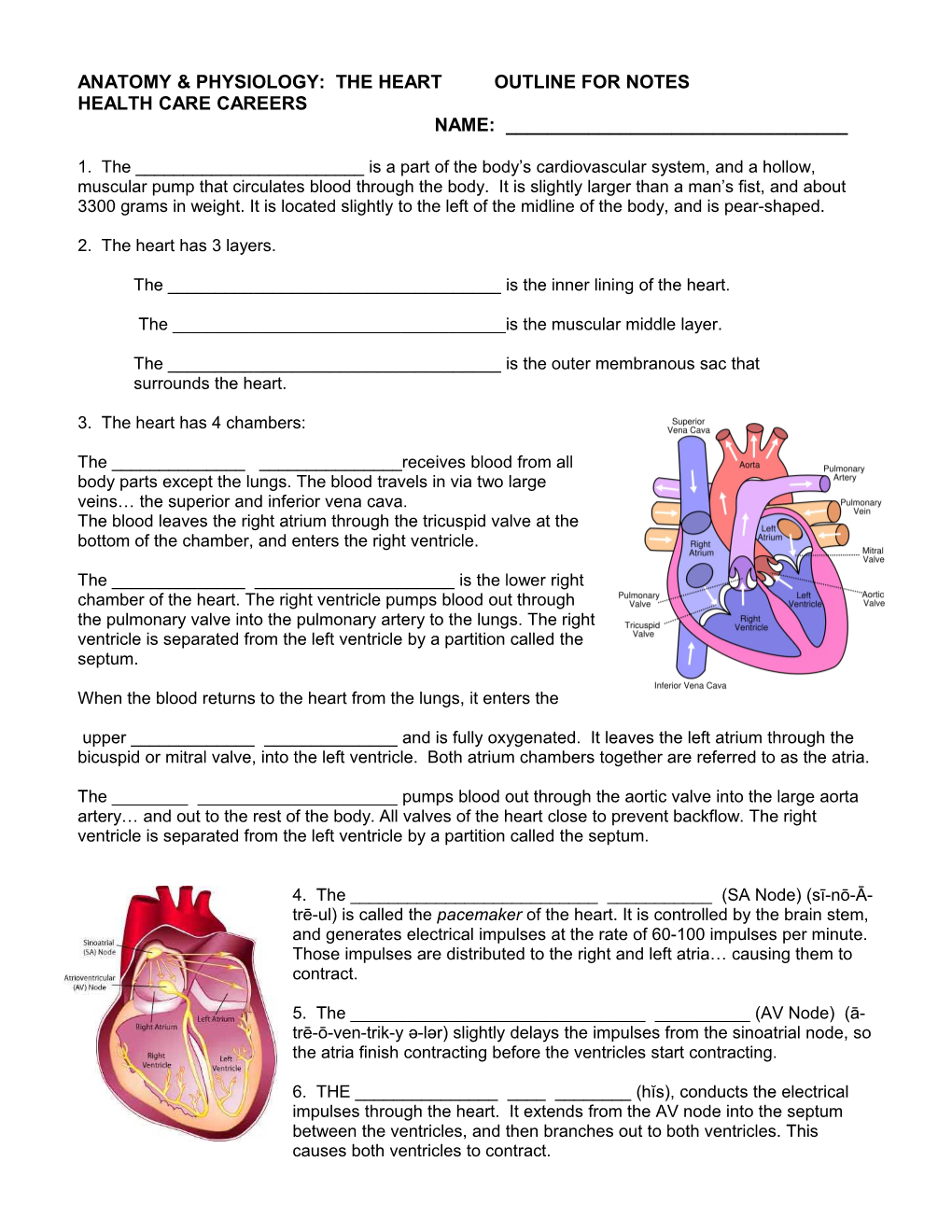 Anatomy & Physiology: the Heart Outline for Notes