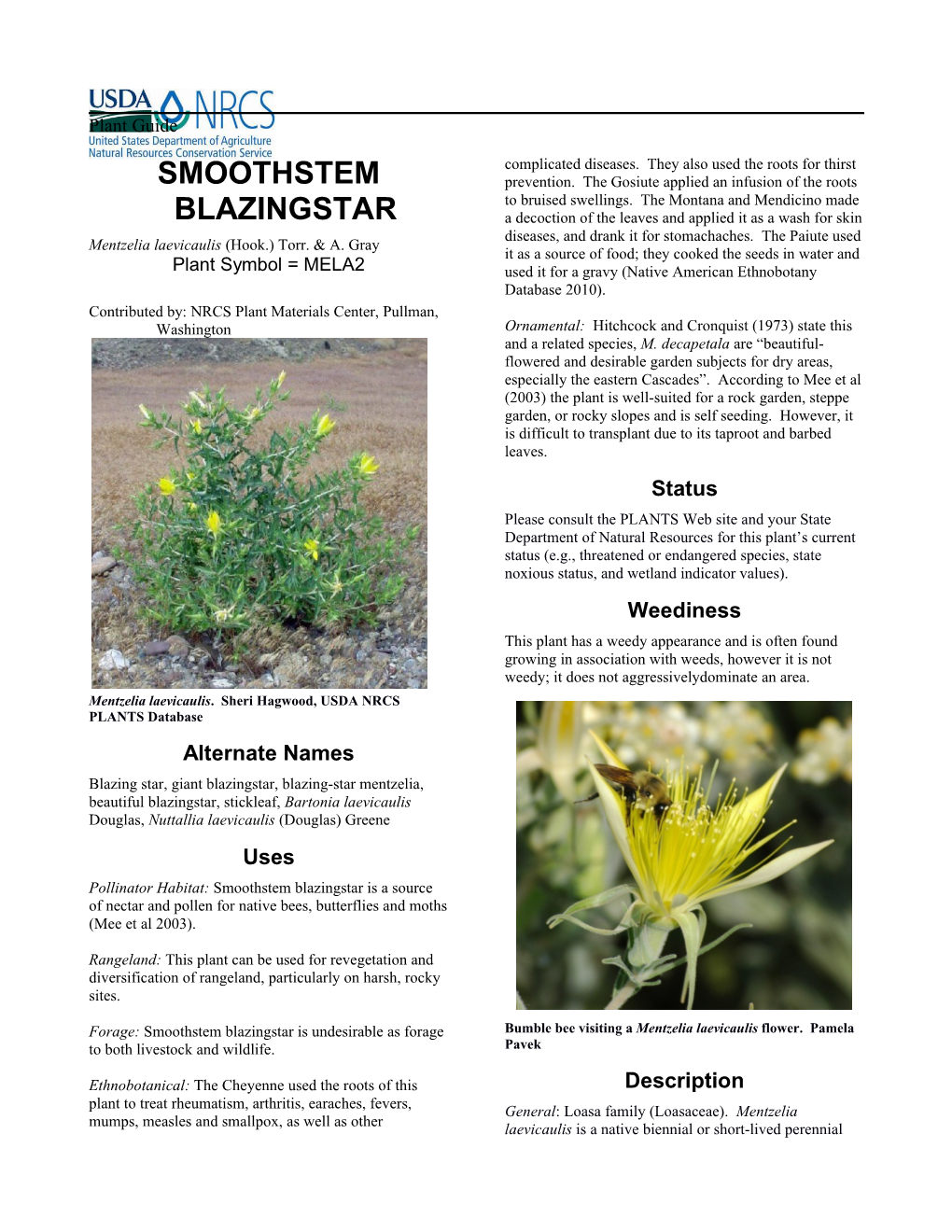 Smoothstem Blazingstar Plant Guide