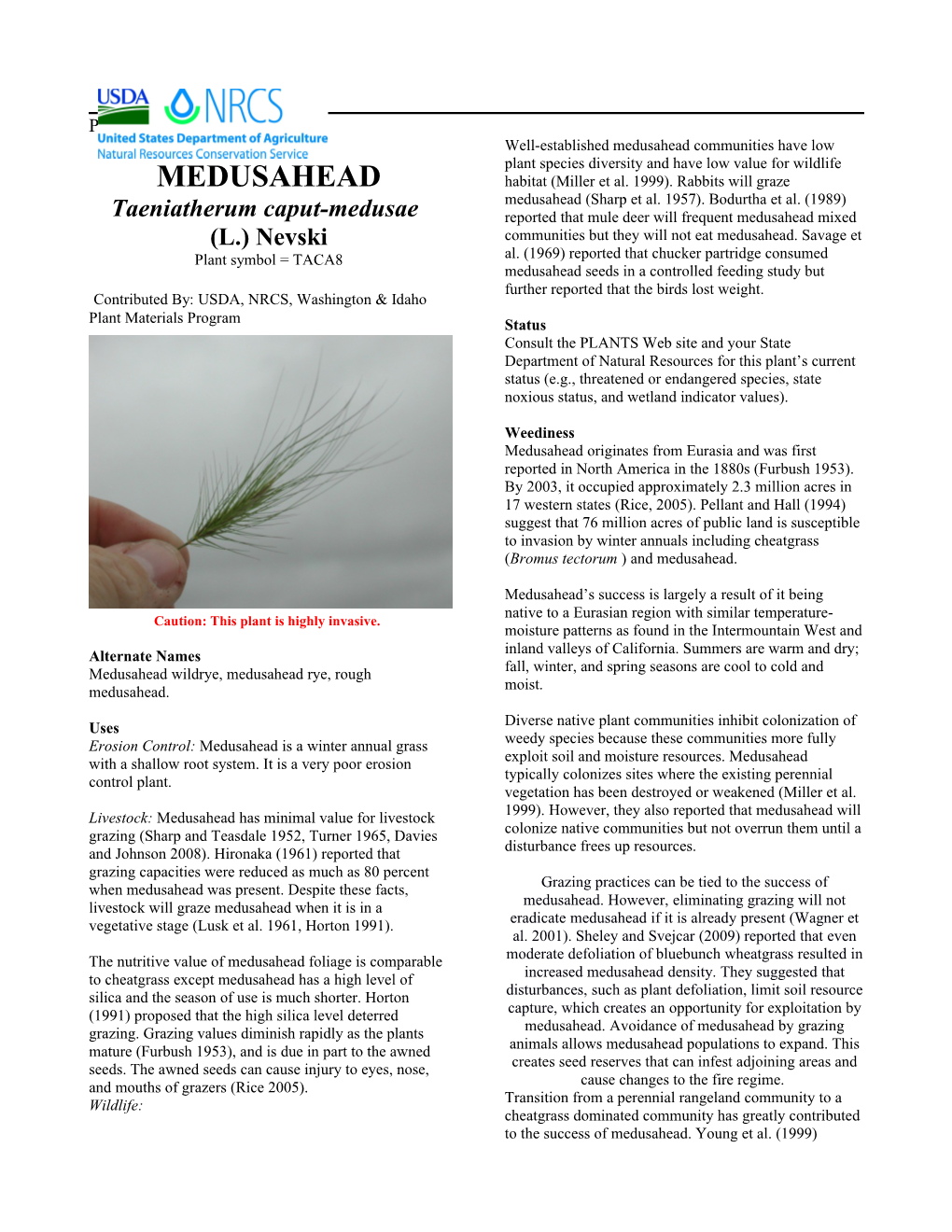 Medusahead (Taeniatherum Caput-Medusae) Plant Guide