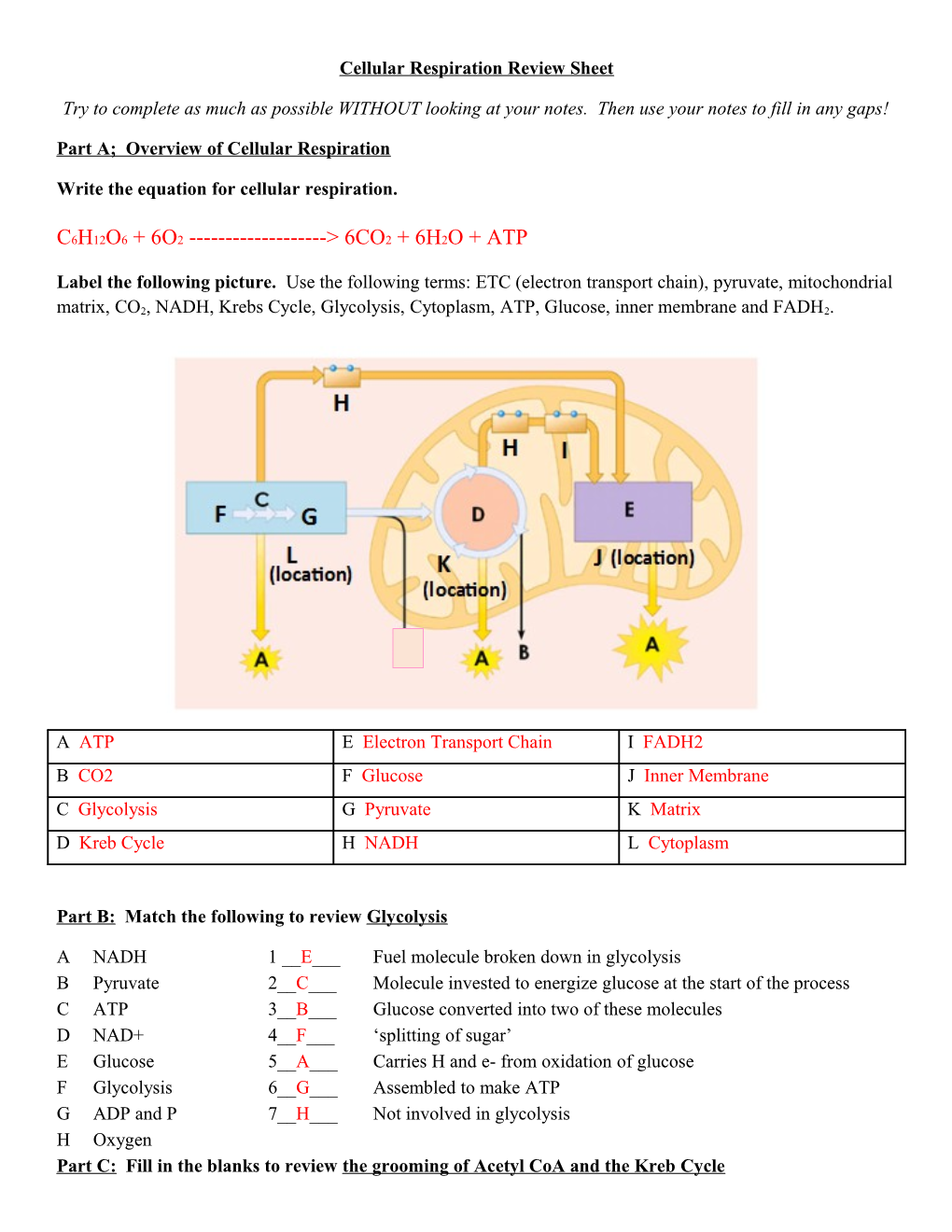 Cellular Respiration Review Sheet