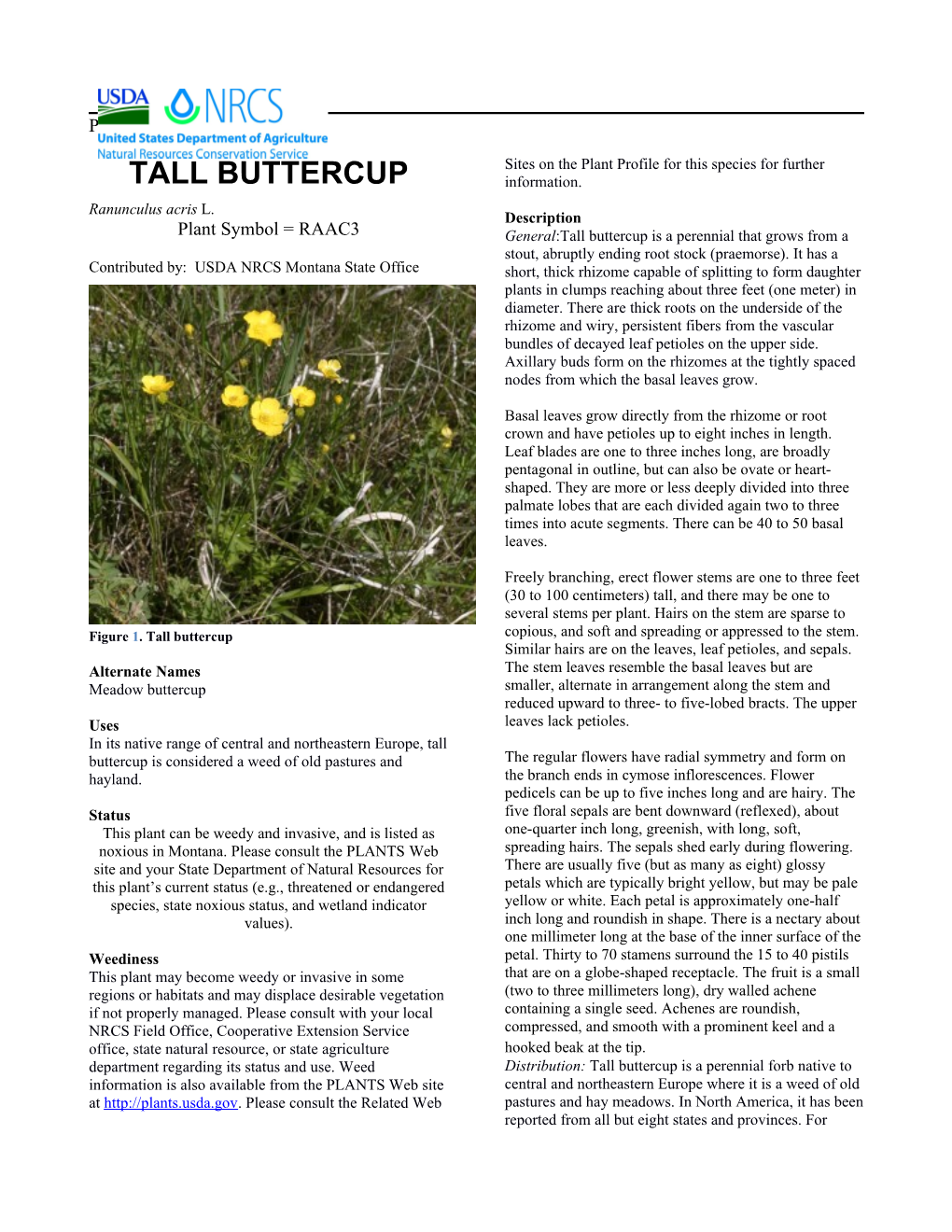 Tall Buttercup, Ranuculus Acris, Plant Guide