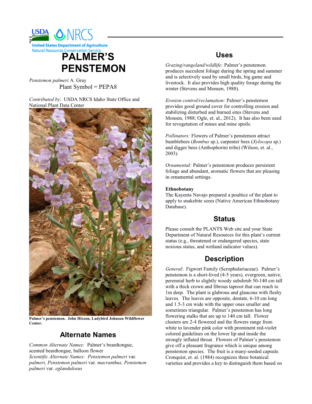 Palmer's Penstemon, Penstemon Palmeri, Plant Guide