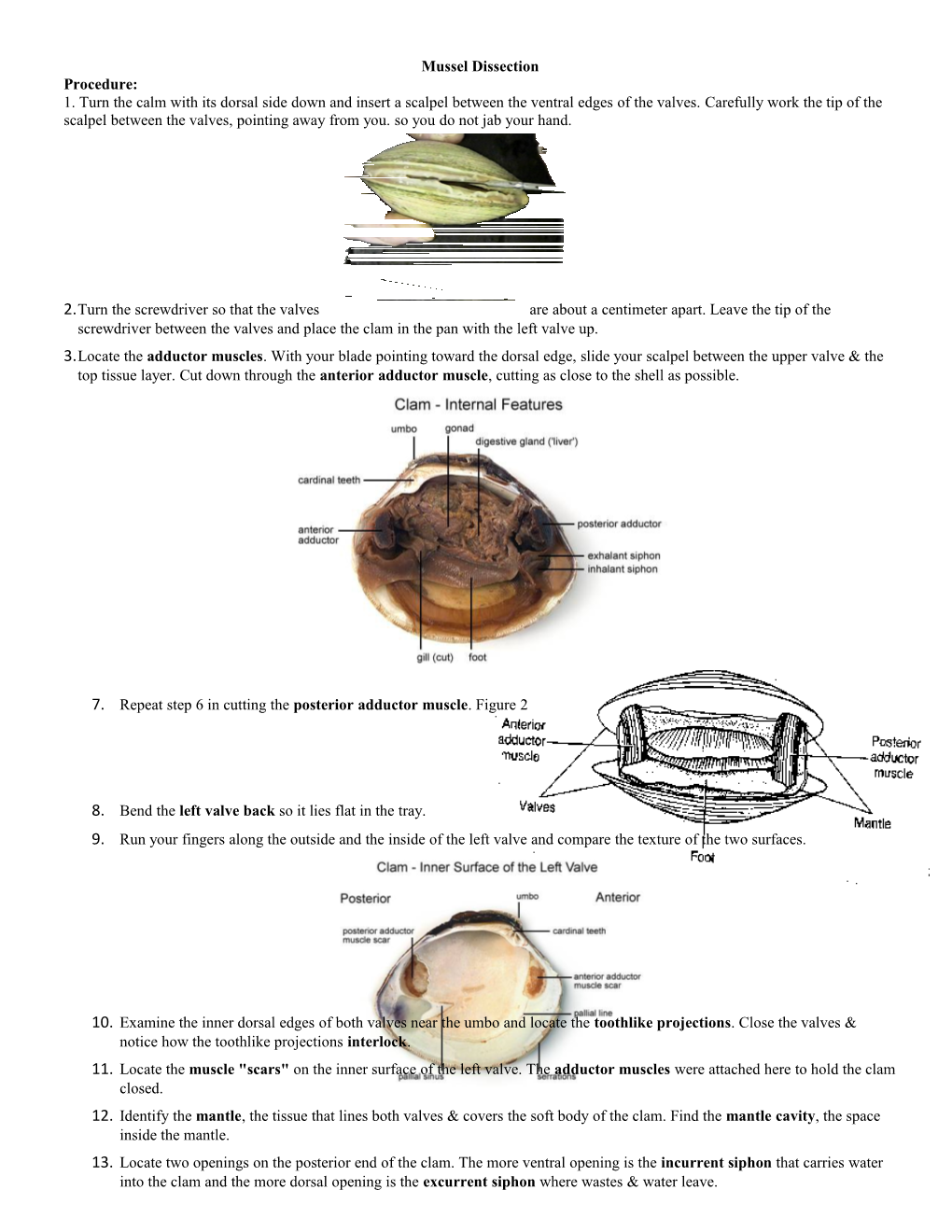 Mussel Dissection