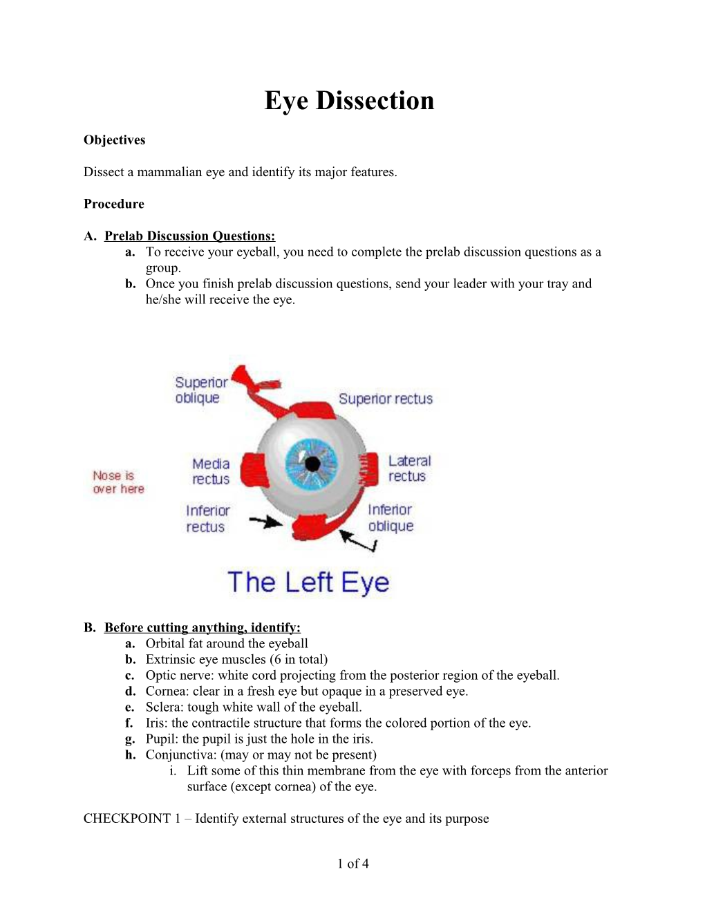 Dissect a Mammalian Eye and Identify Its Major Features
