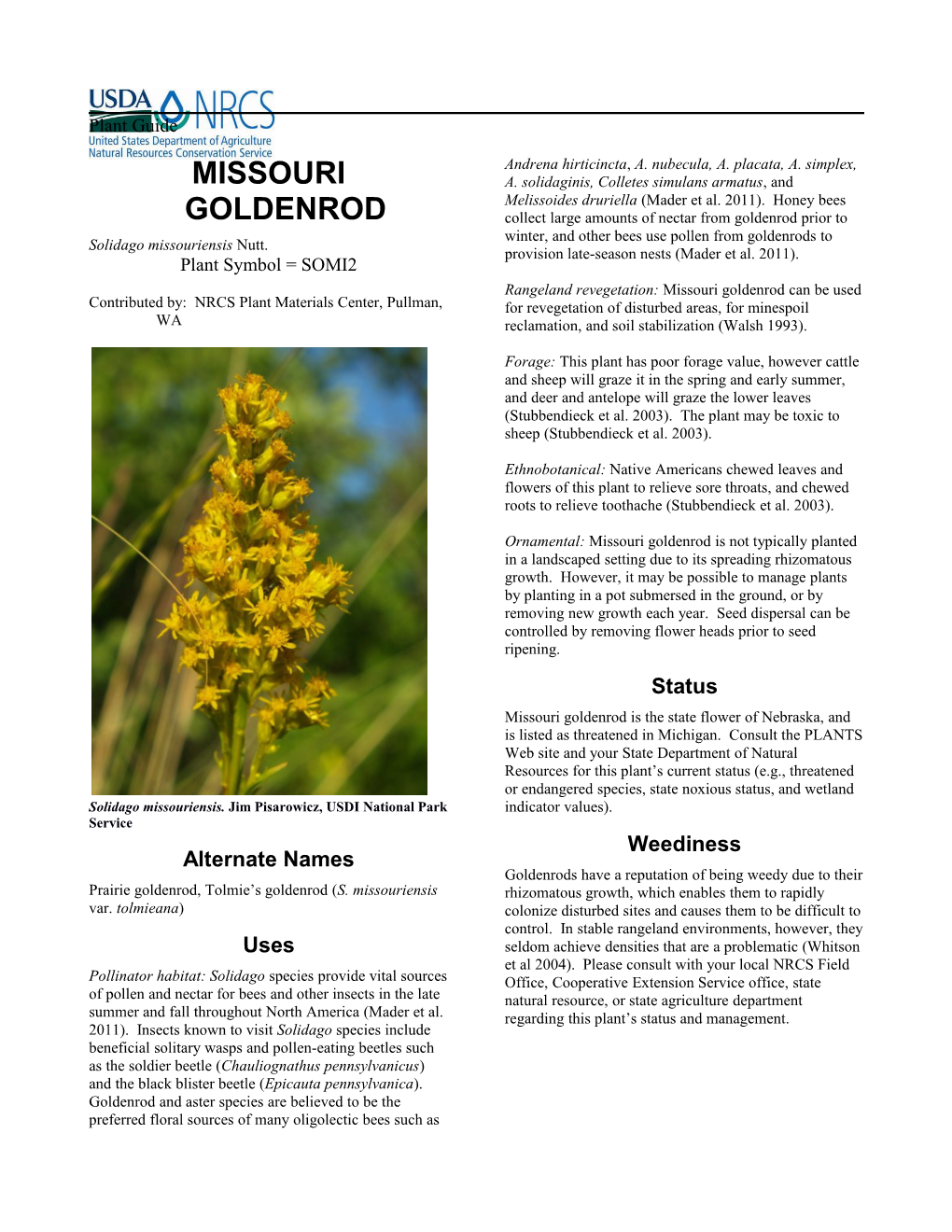 Plant Guide for Missouri Goldenrod, Solidago Missouriensis