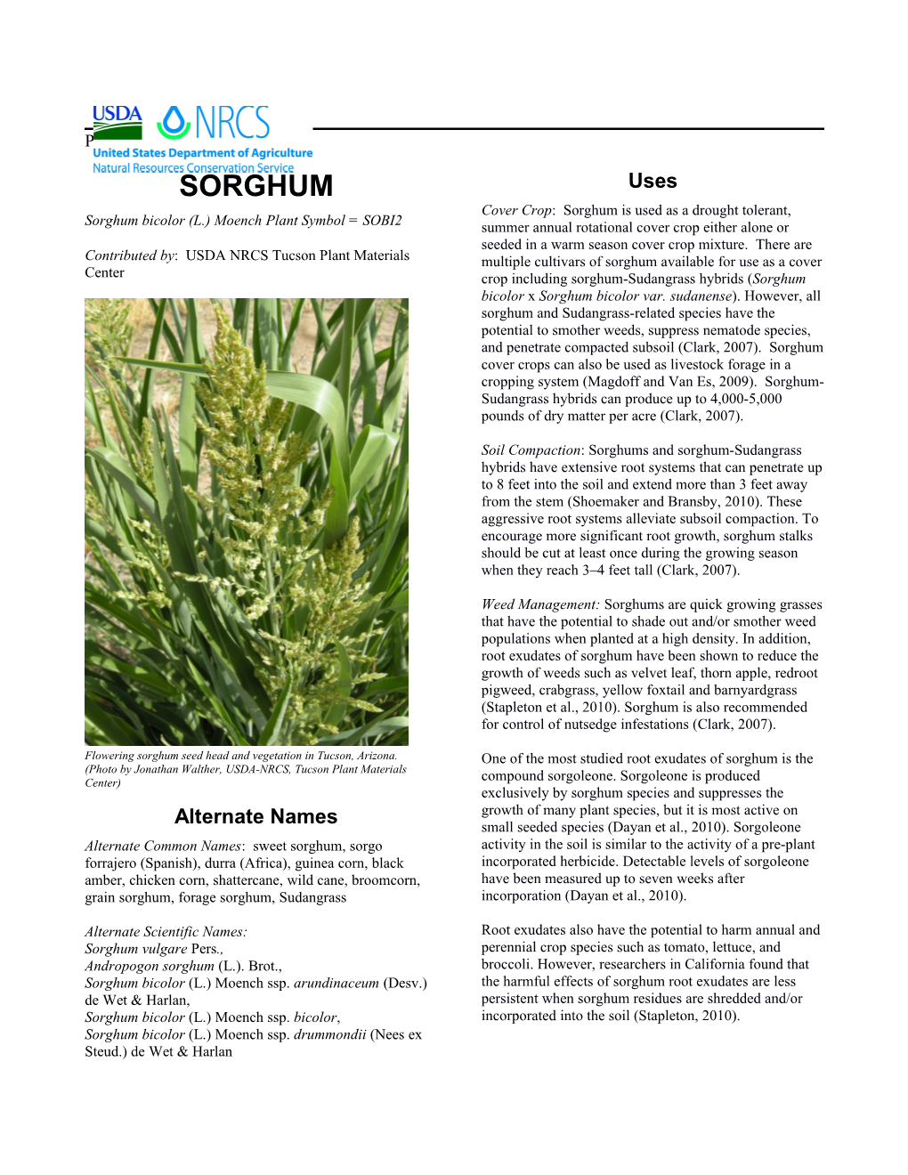 Sorghum (Sorghum Bicolor L.)