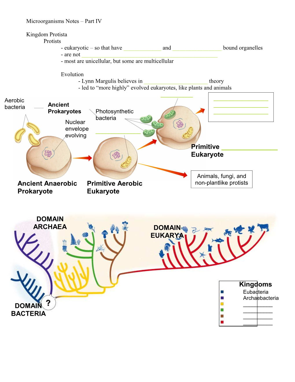 Microorganisms Notes Part IV