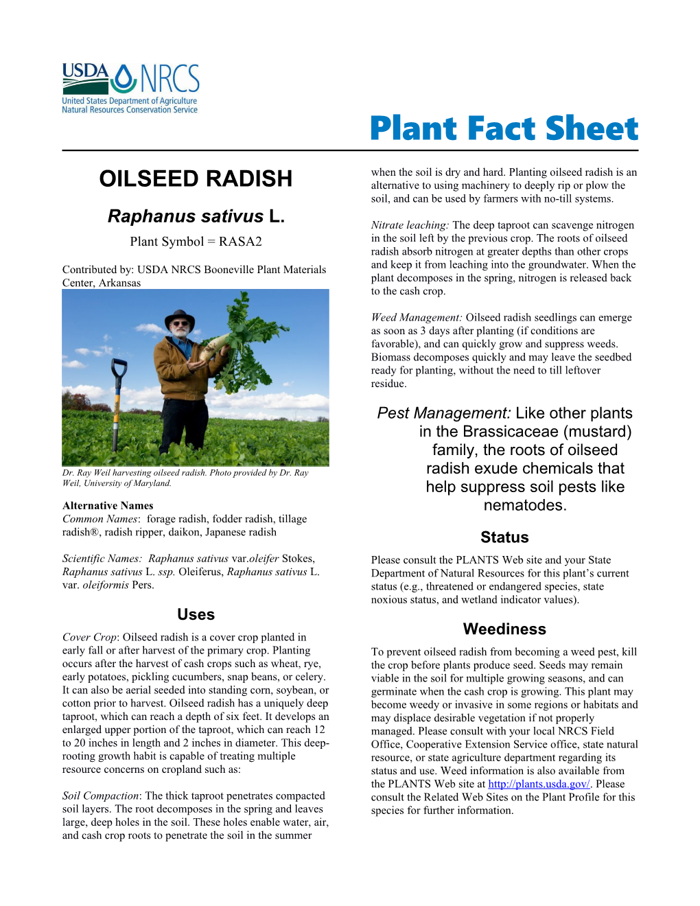 Oilseed Radish (Raphanus Sativus) Plant Fact Sheet