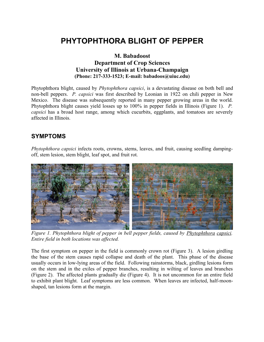 Phytophthora Blight of Pepper