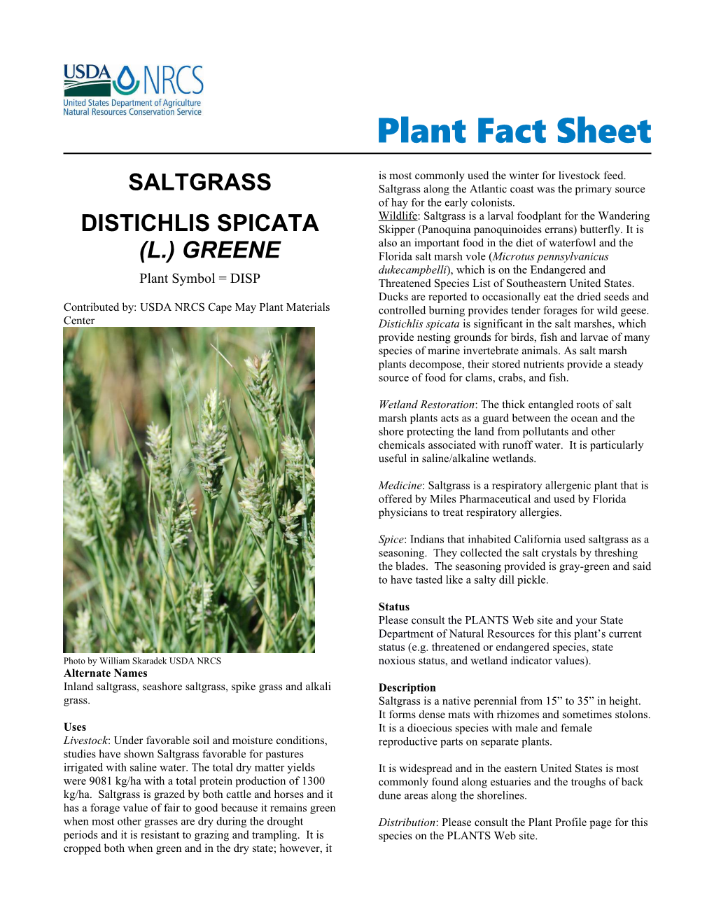 Saltgrass, Distichlis Spicata, Plant Fact Sheet