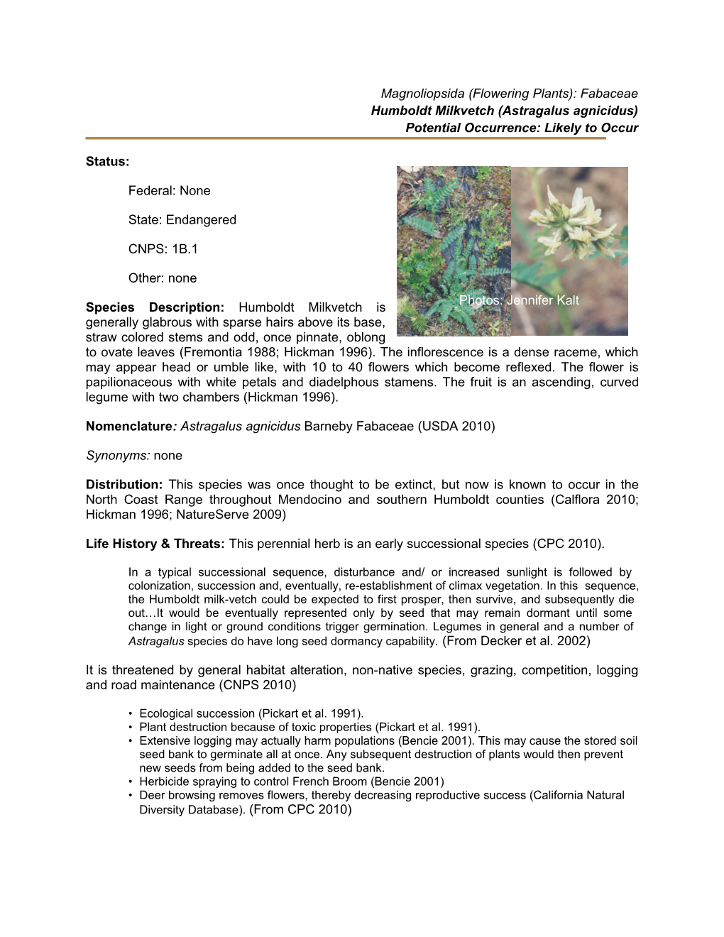 Humboldt Milkvetch (Astragalus Agnicidus)