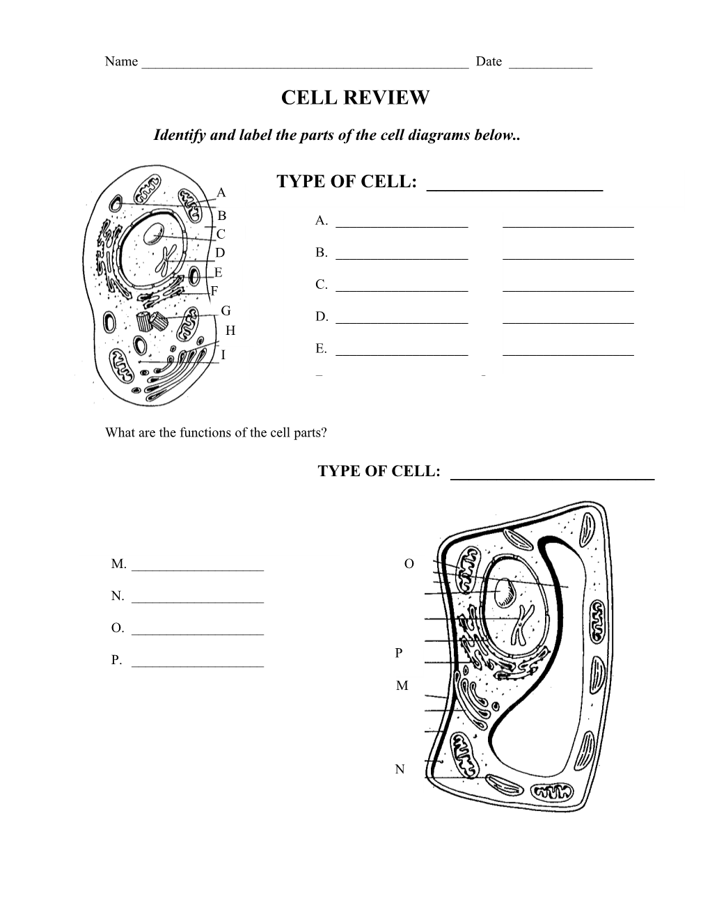 What Are the Functions of the Cell Parts?