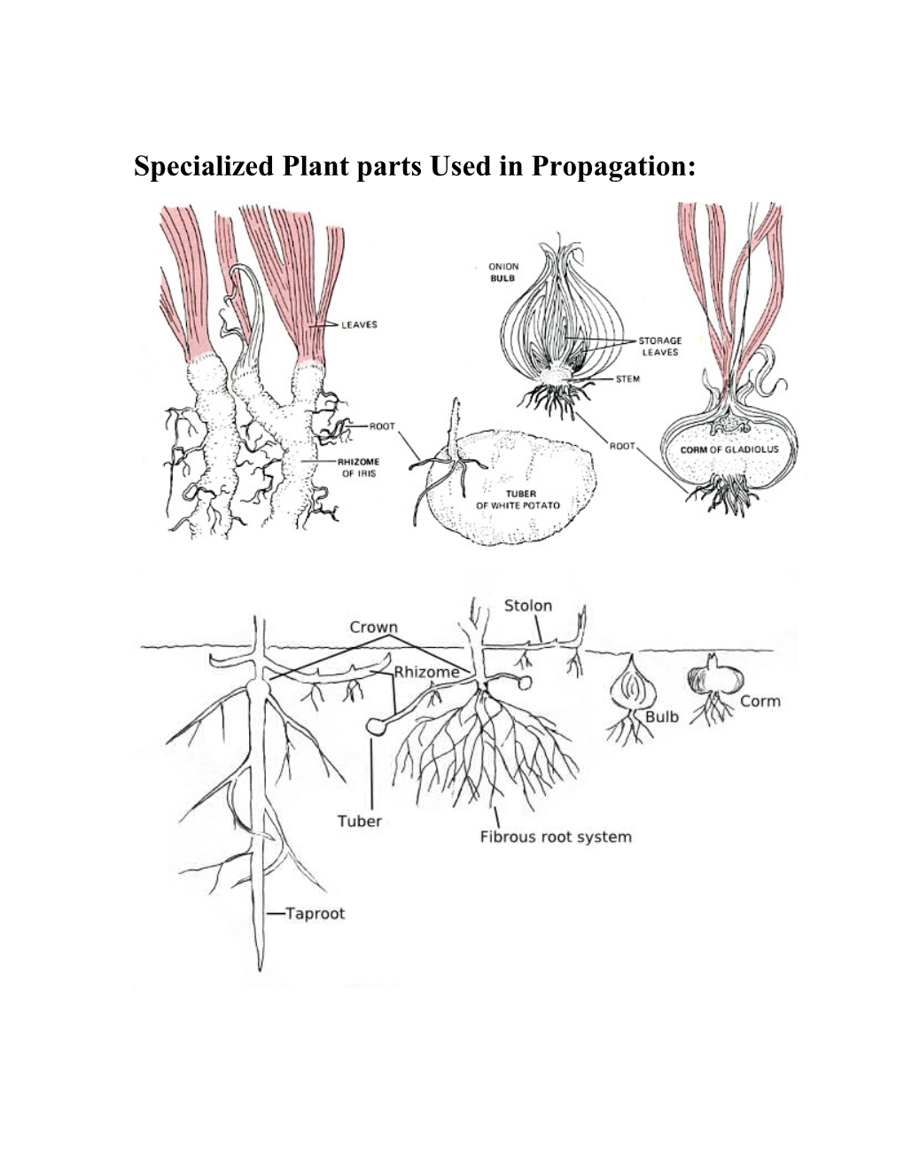 Specialized Plant Parts Used in Propagation