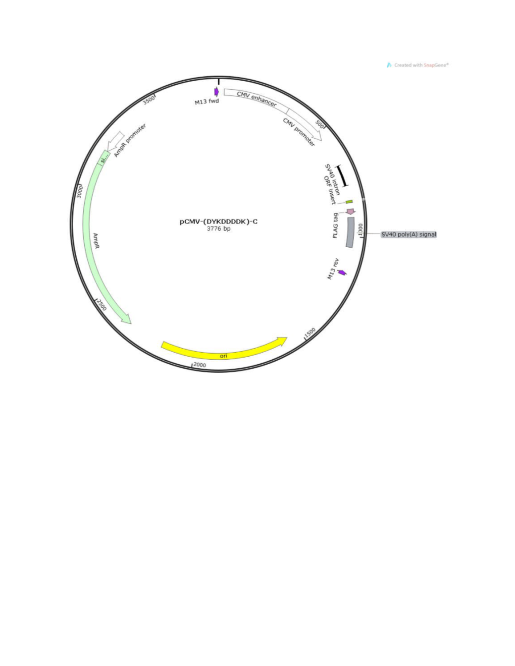 LOCUS Exported 3776 Bp Ds-DNA Circular SYN 12-JUN-2014
