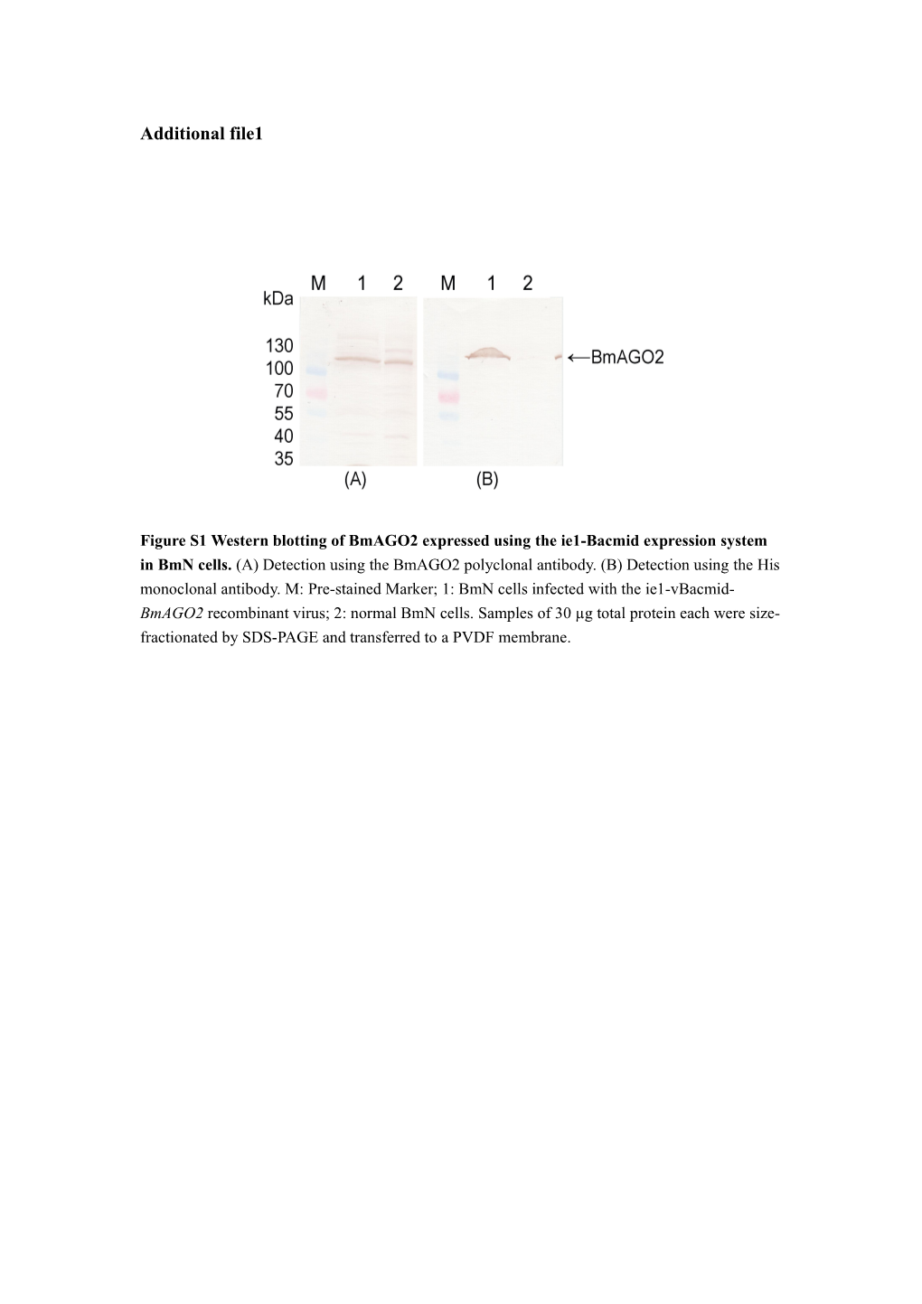 Figure S2 Overview of Bmago2-Associated Small Rnas Library. (A) Genomic Distribution Of