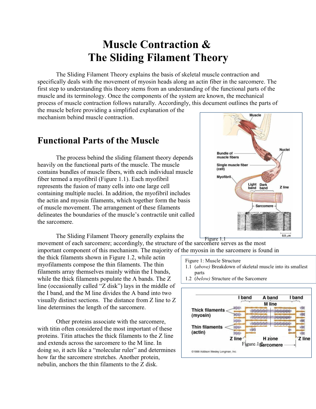 The Sliding Filament Theory