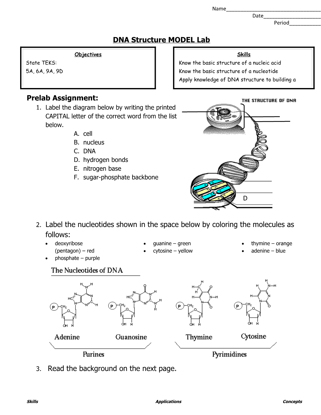 DNA Structure MODEL Lab