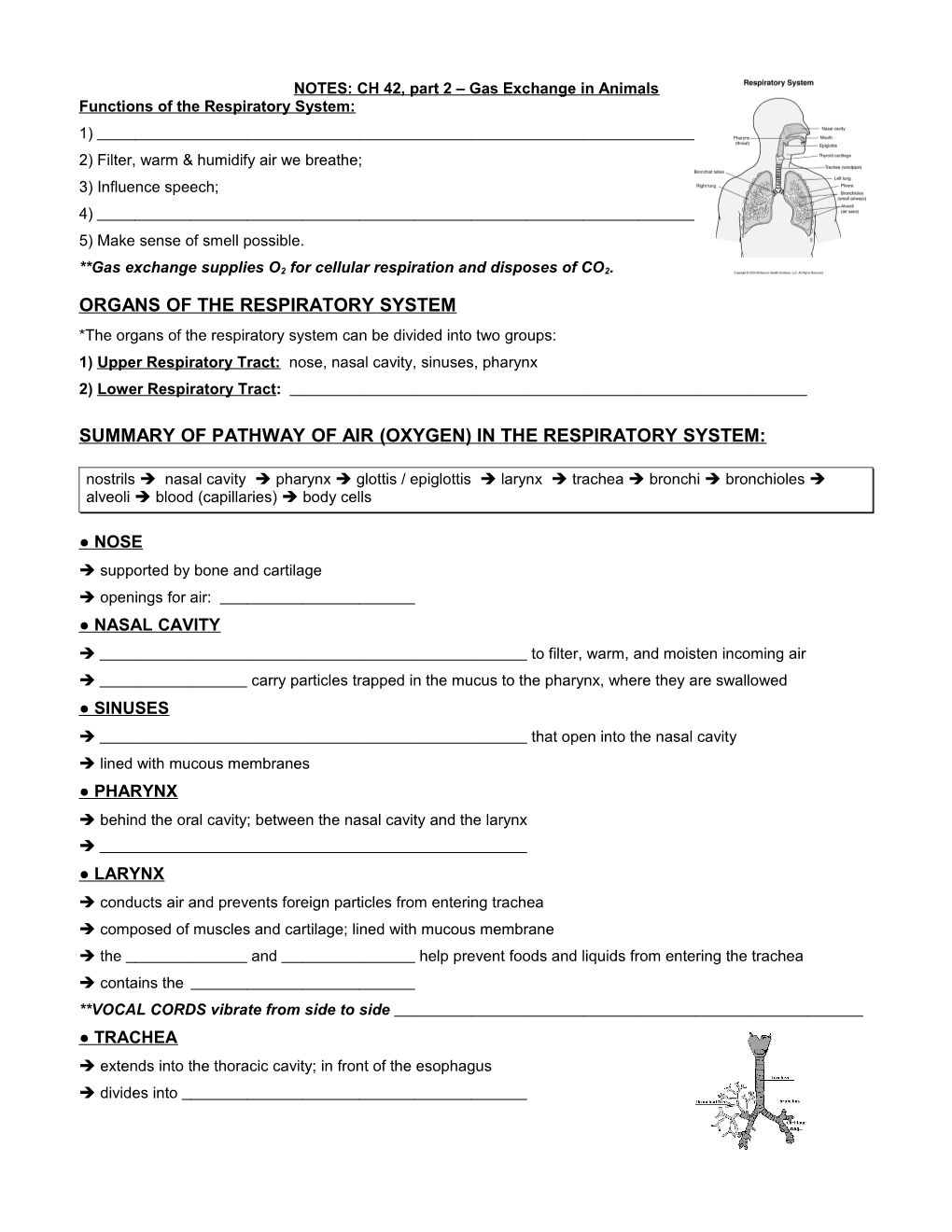NOTES: Respiratory System(CH 16) Part 1 Organs of the Respiratory System