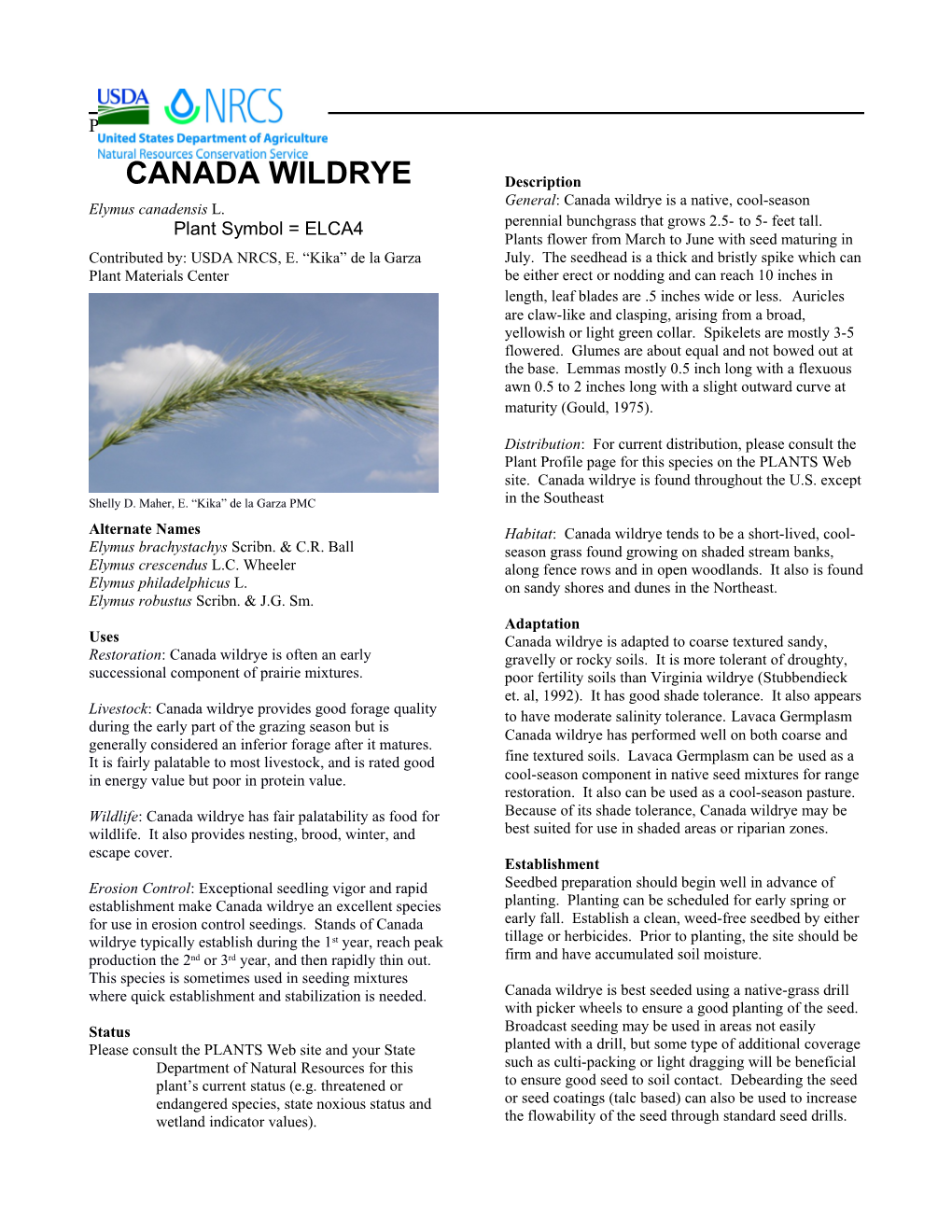 Canada Wildrye Plant Guide