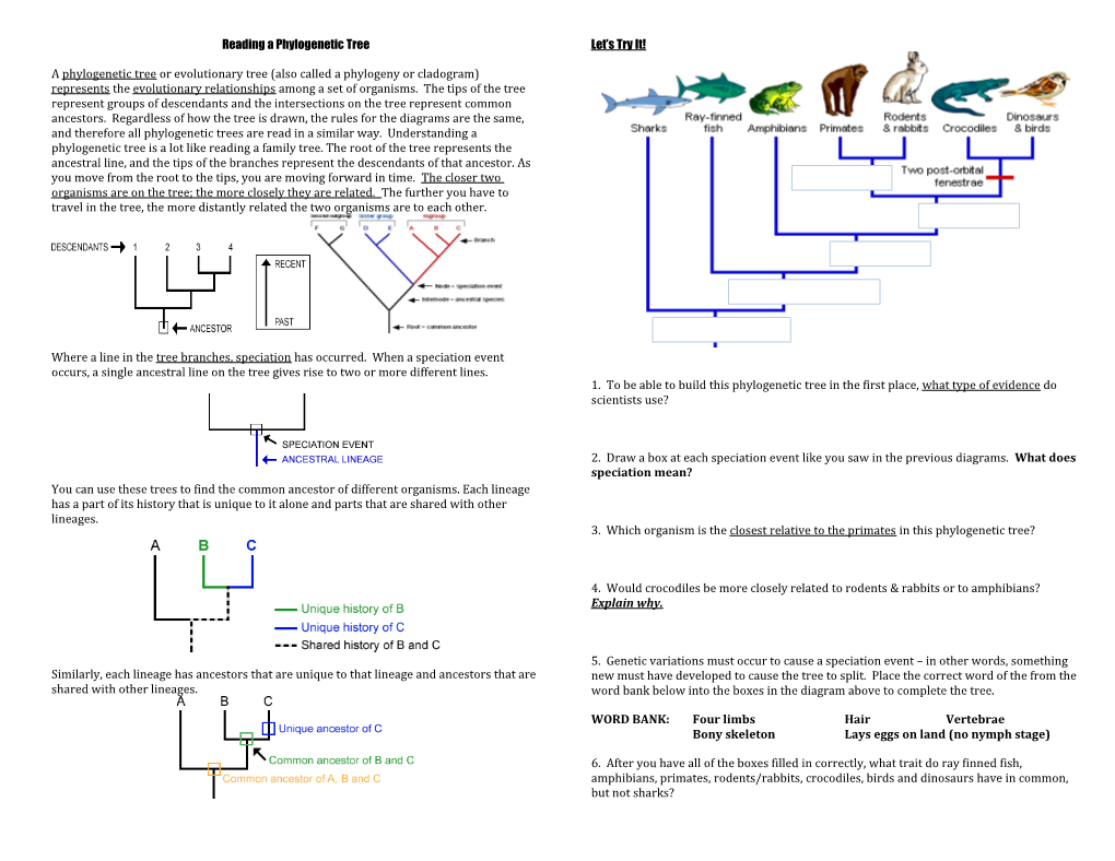 Reading a Phylogenetic Tree