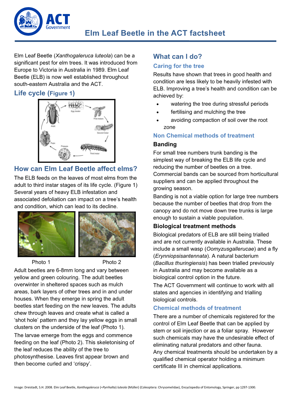 Elm Leaf Beetle in the ACT - Factsheet