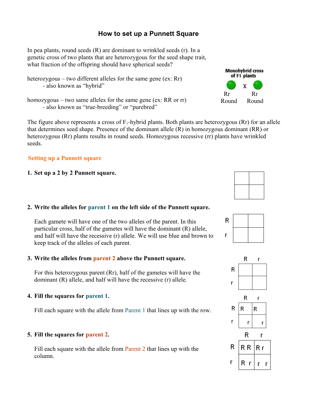 How to Set up a Punnett Square