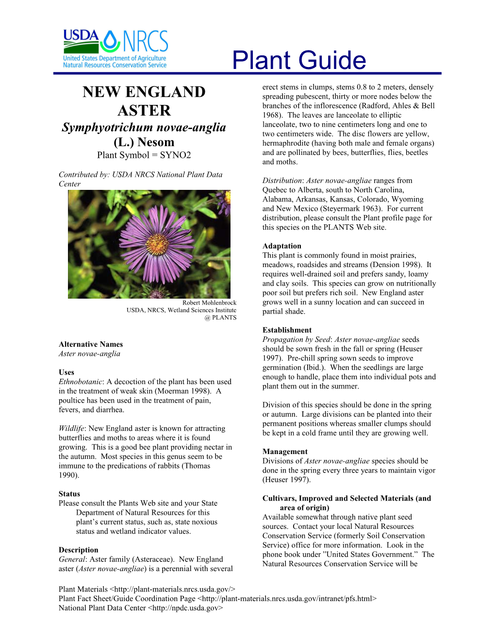 New England Aster