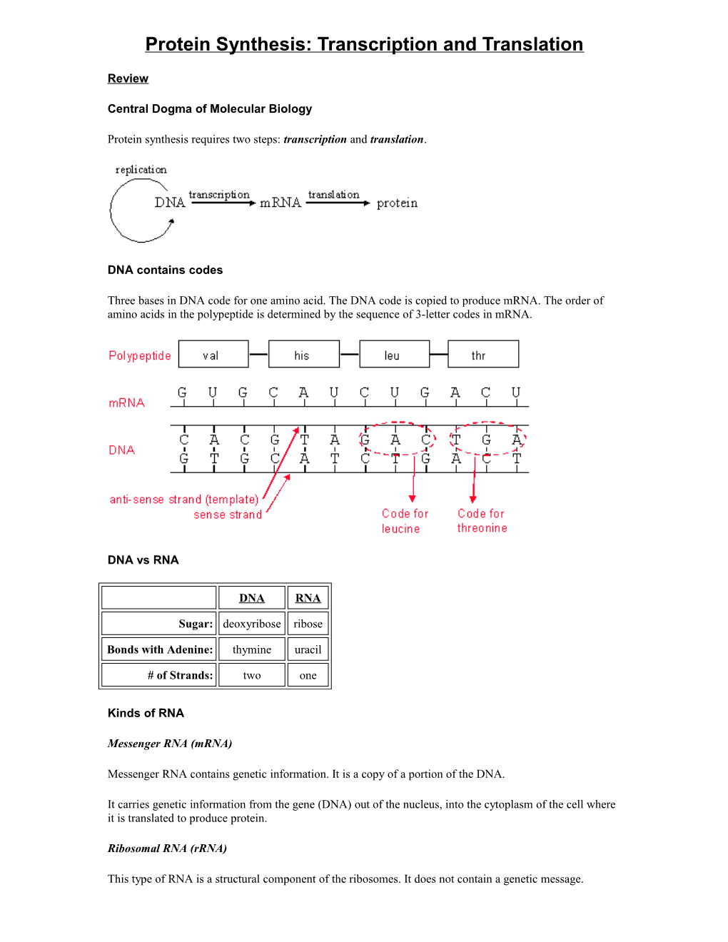 Protein Synthesis: Transcription and Translation