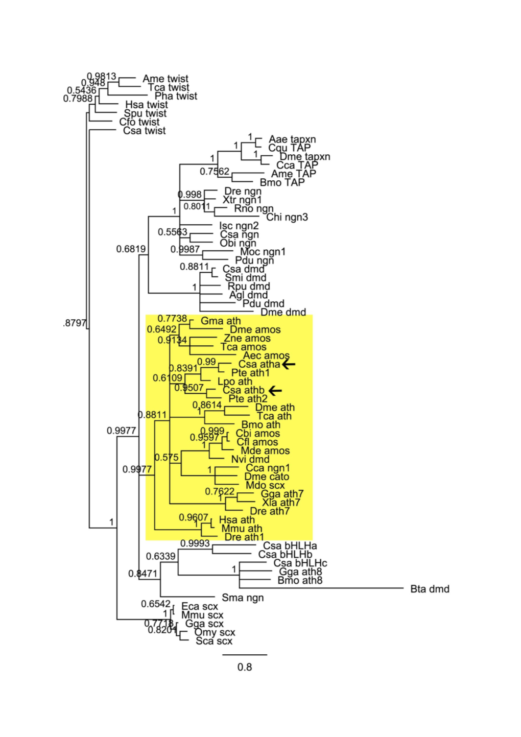 Phylogenetic Tree of Bilaterian Bhlh Genes with Twist As Outgroup. Bilaterianbhlh Protein