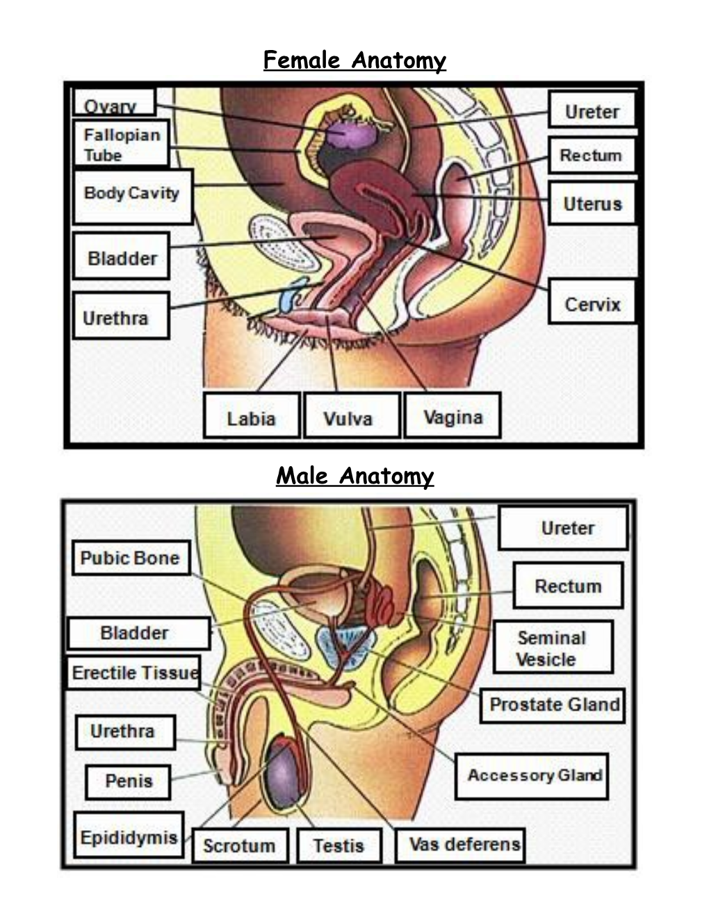 Human Reproduction and Sexually Transmitted Diseases