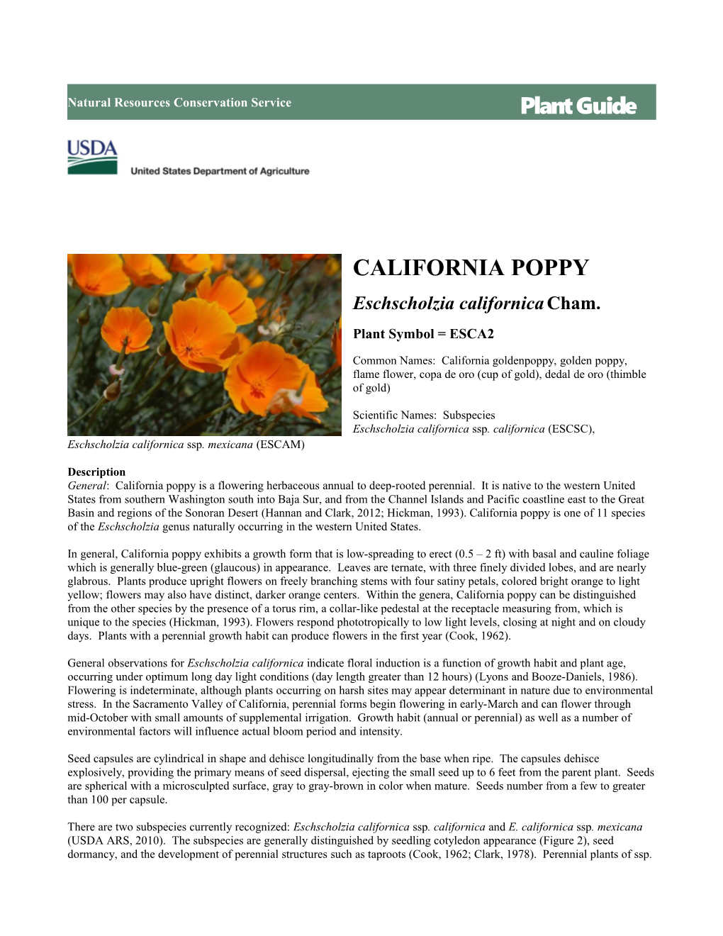 California Poppy (Eschscholzia Californica) Plant Guide