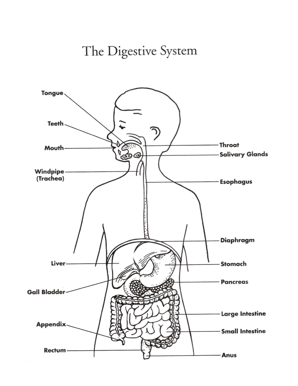 Rubric: Measuring the Monstrous Digestive System