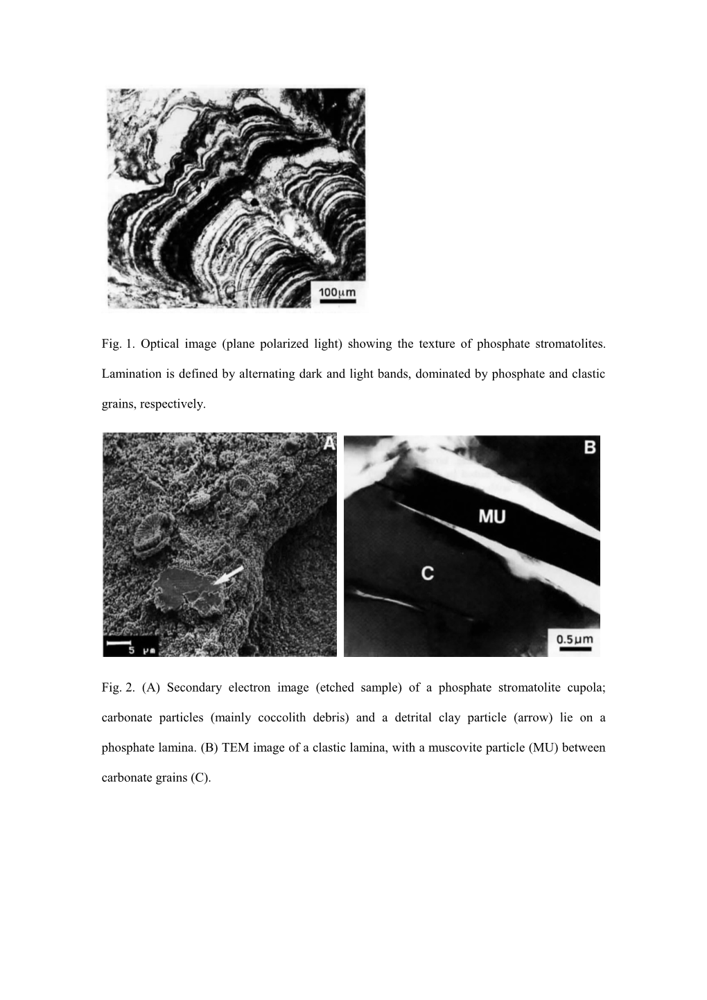 Fig.1.Optical Image (Plane Polarized Light) Showing the Texture of Phosphate Stromatolites