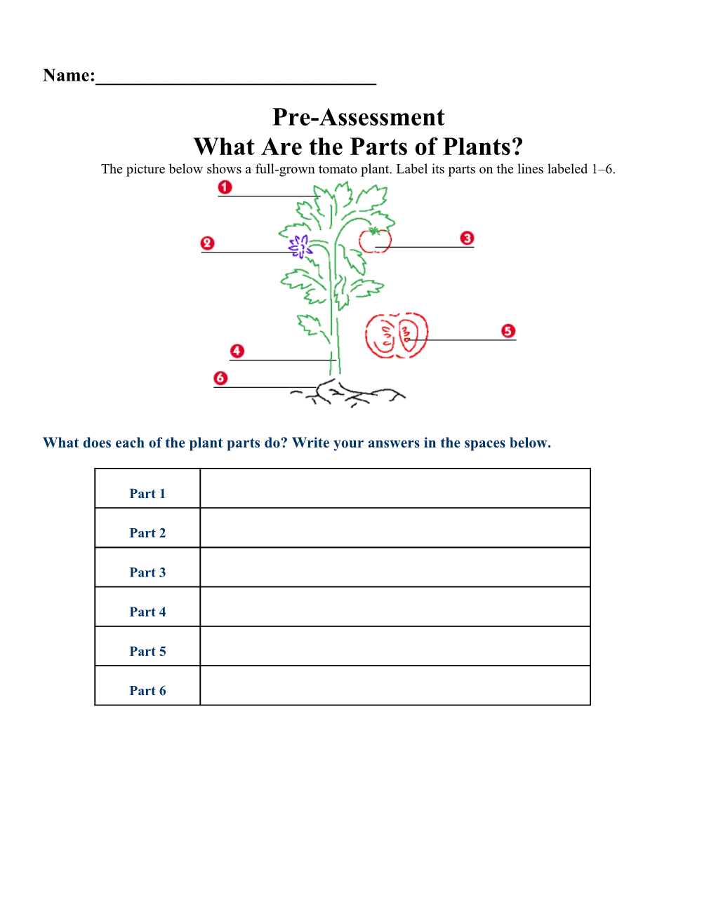 What Are the Parts of Plants?