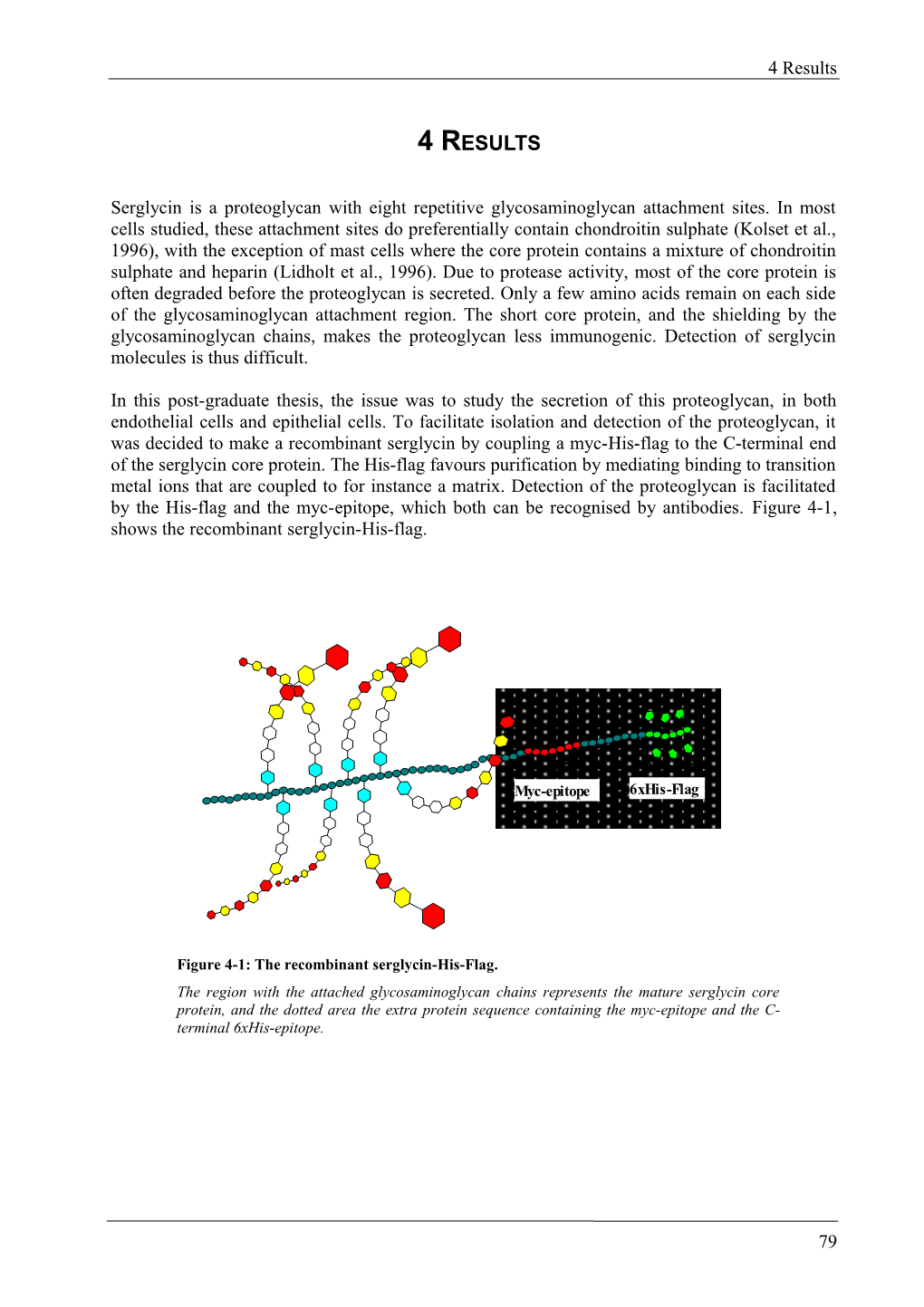 Figure 41: the Recombinant Serglycin-His-Flag