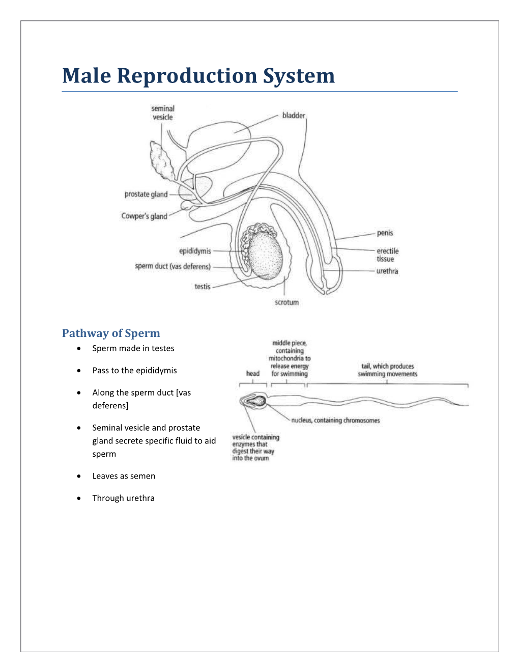 Pathway of Sperm