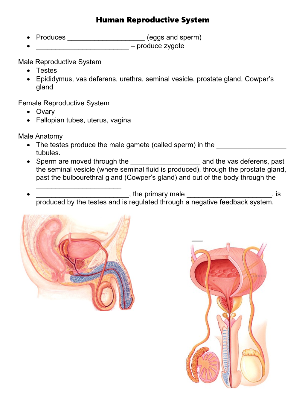 Human Reproductive System