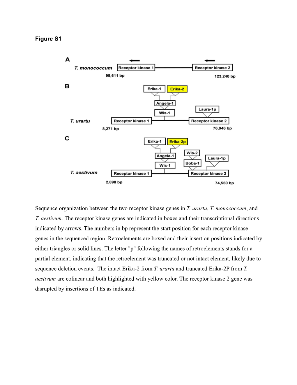 Sequence Organization Between the Two Receptor Kinase Genes in T. Urartu, T. Monococcum