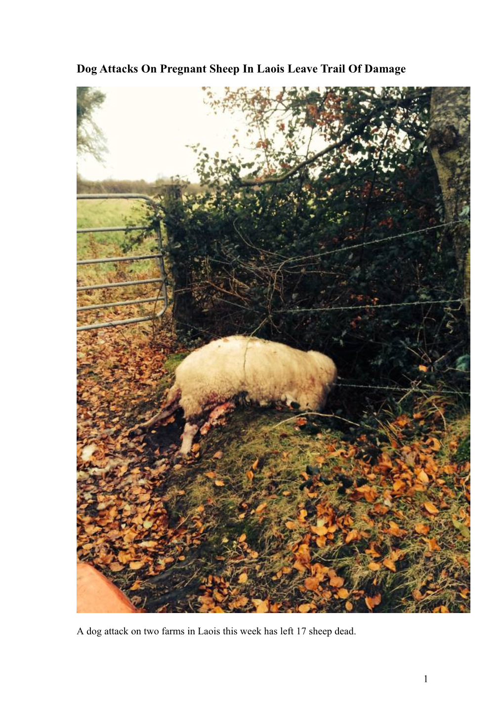 Dog Attacks on Pregnant Sheep in Laois Leave Trail of Damage