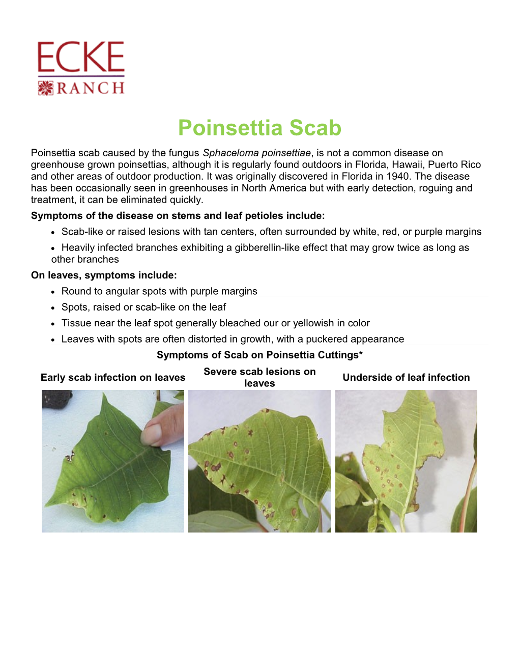 Symptoms of the Disease on Stems and Leaf Petioles Include