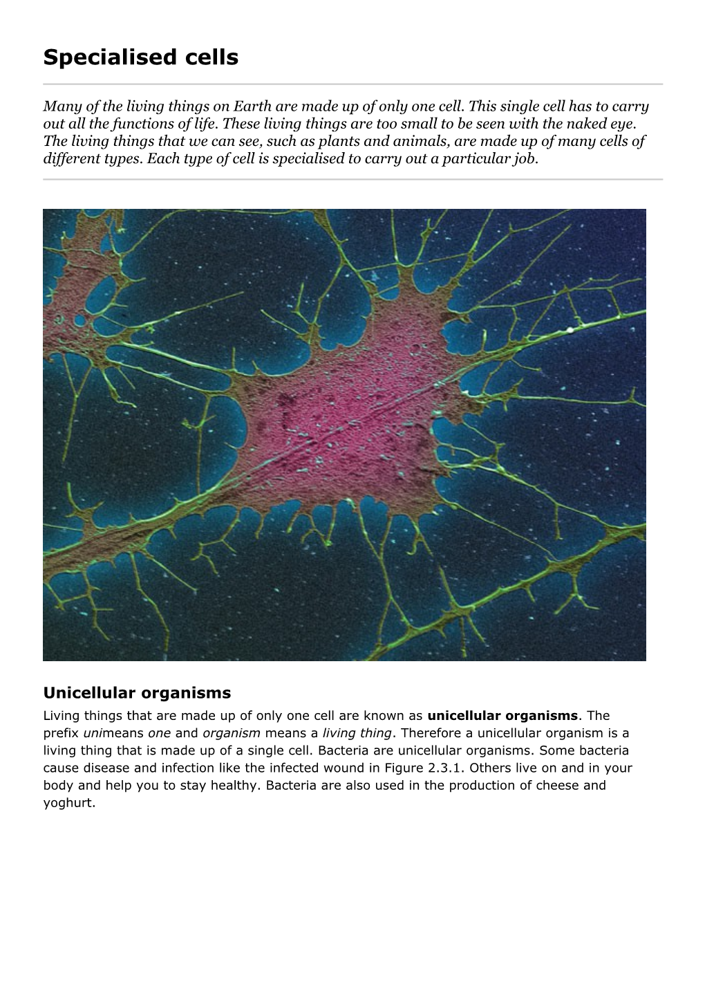 Specialised Cells