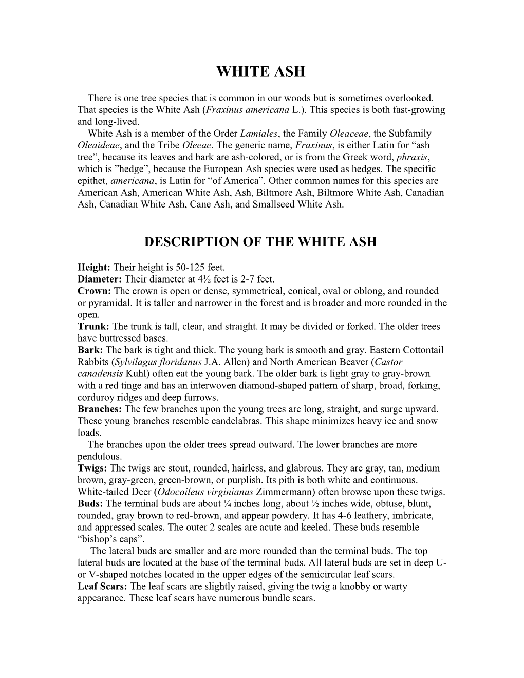 Description of the White Ash