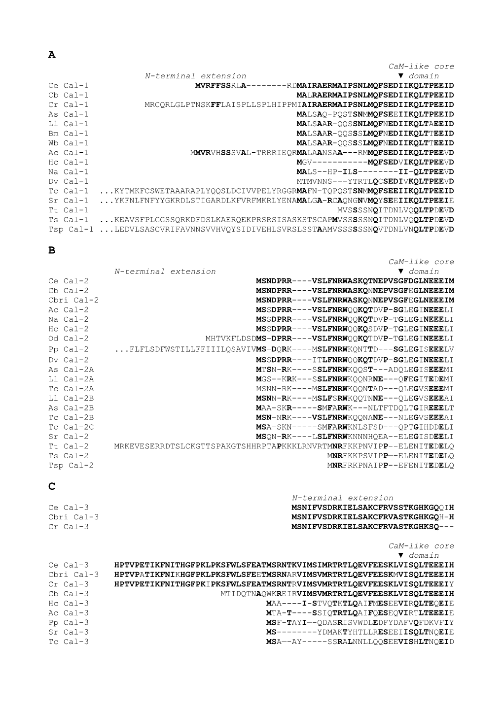 N-Terminal Extension Domain