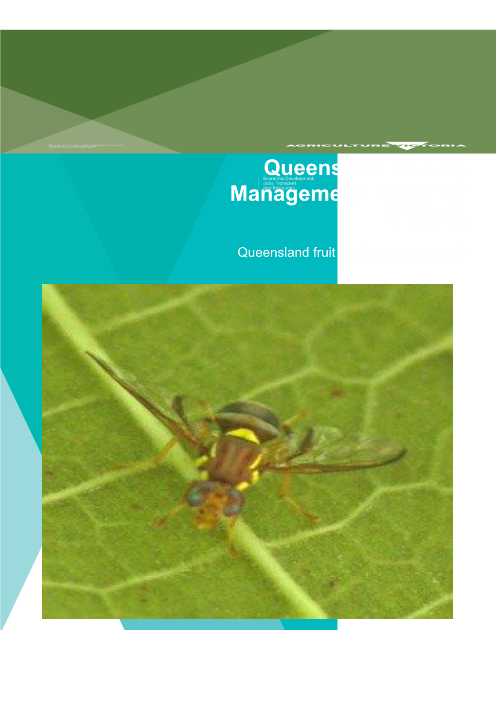 Queensland Fruit Fly (Bactroceratyroni)