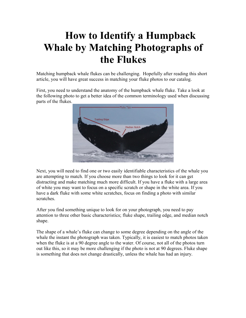 How to Identify a Humpback Whale by Matching Photographs of the Flukes