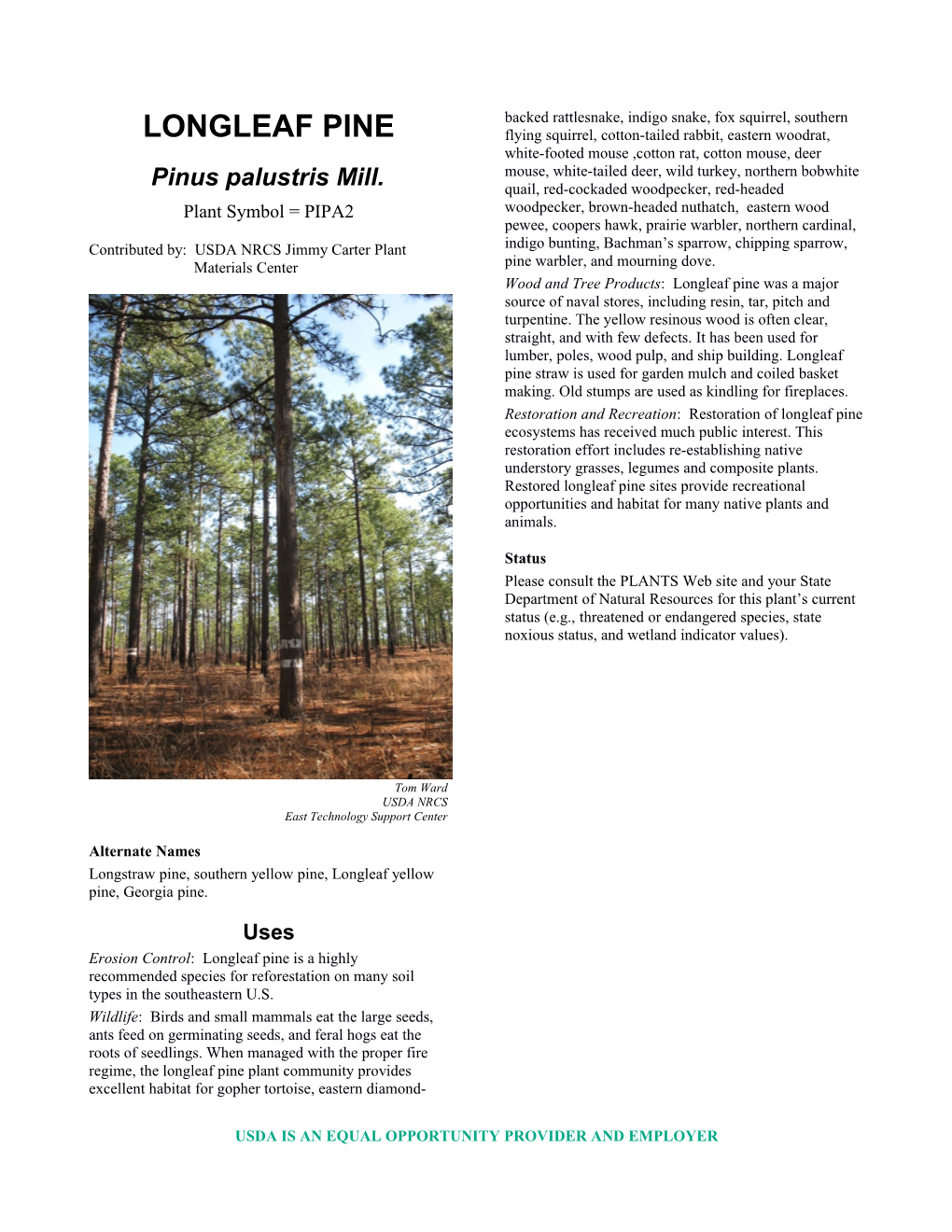 Plant Fact Sheet of Longleaf Pine(Pinus Palustris) Mill