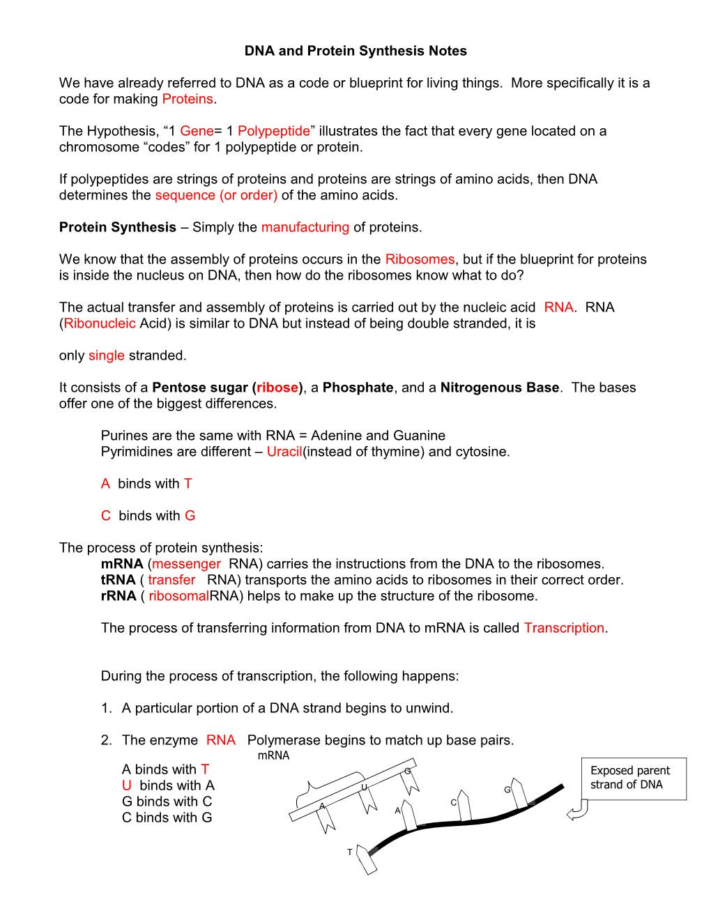 DNA and Proteins