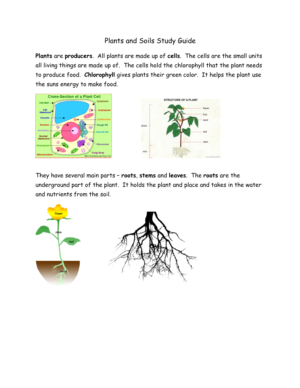 Plants and Soils Study Guide