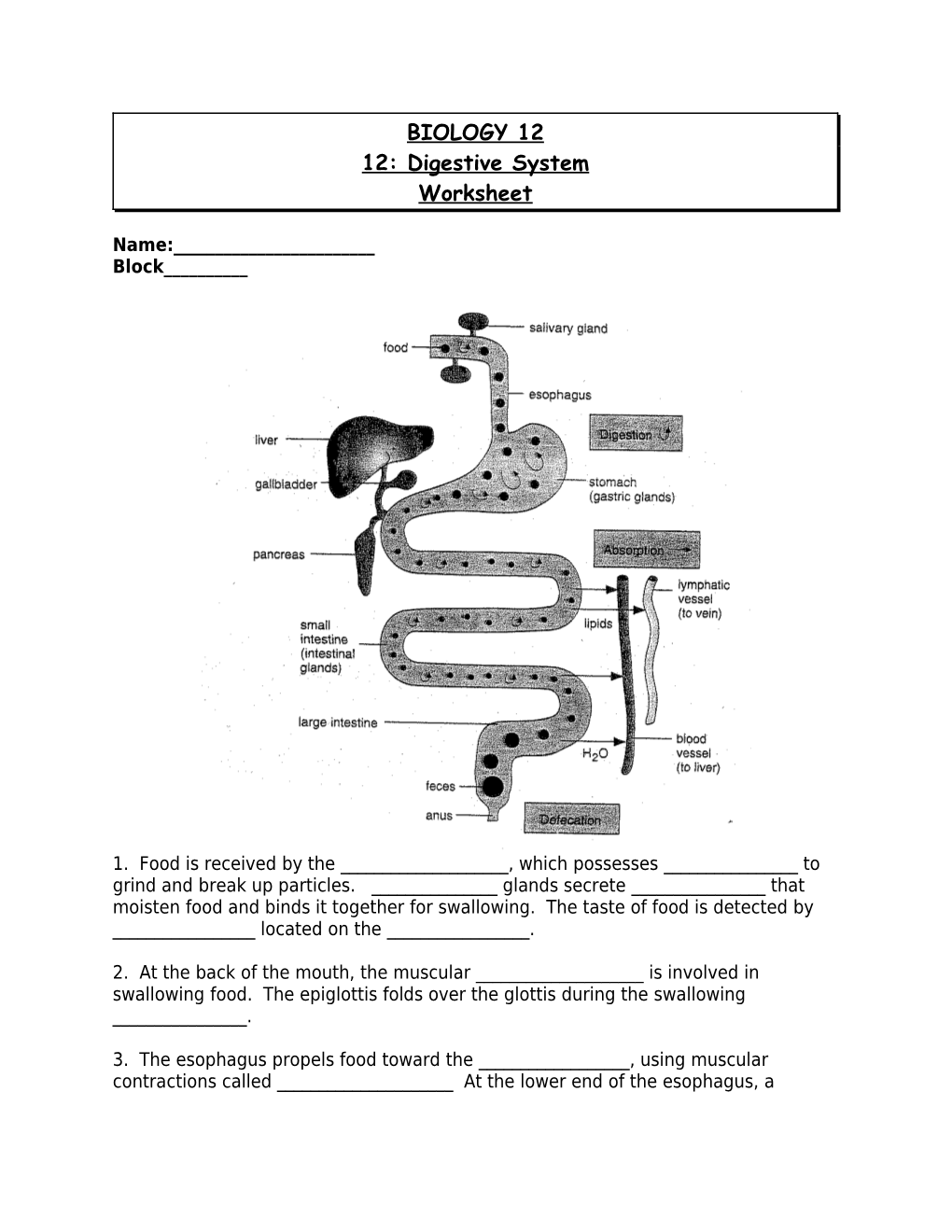 12: Digestive System